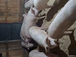 vand porci cu greutate de 70-95kg - imagine 4