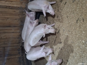 vand porci cu greutate de 70-95kg - imagine 3