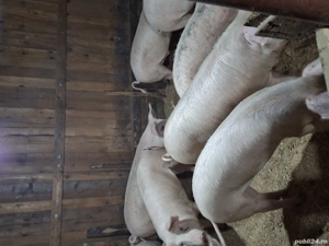 vand porci cu greutate de 70-95kg - imagine 5