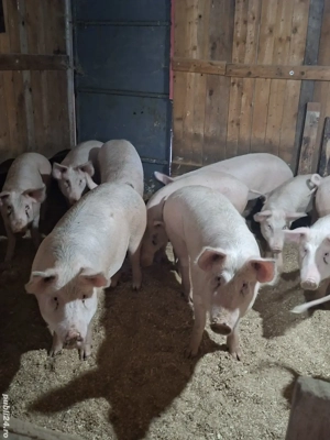 vand porci cu greutate de 70-95kg