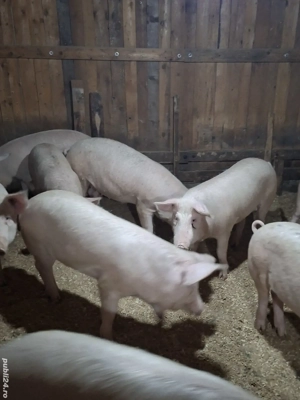 vand porci cu greutate de 70-95kg - imagine 2