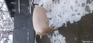 Porci de vanzare 11 lei kg! - imagine 3