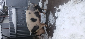 Porci de vanzare 11 lei kg! - imagine 5