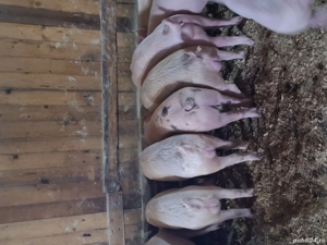 vand purcei de tara - imagine 3