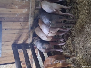 vand purcei de tara - imagine 2