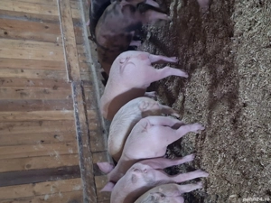 vand purcei de tara - imagine 4