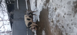 Porci de vanzare 11 lei kg! - imagine 4