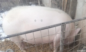 Caut partener pentru jumătate porc