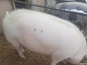 Caut partener pentru jumătate porc - imagine 3