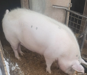 Caut partener pentru jumătate porc - imagine 4