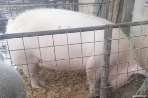 Caut partener pentru jumătate porc - imagine 2