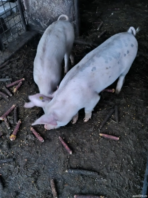 Soldei frumosi - imagine 2