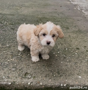 Bichon maltez de vânzare - imagine 5
