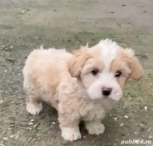 Bichon maltez de vânzare - imagine 3