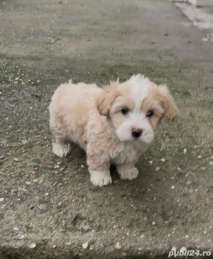 Bichon maltez de vânzare - imagine 4