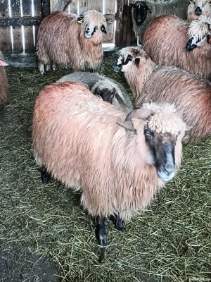 Vand oi țurcane  - imagine 3