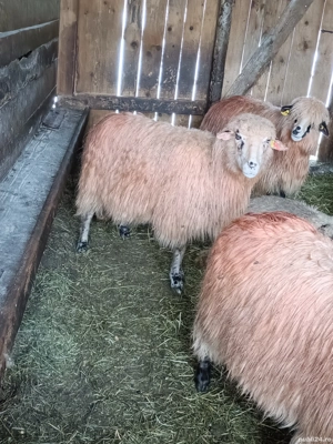 Vand oi țurcane  - imagine 2