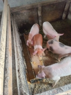 Vând purcei - imagine 2