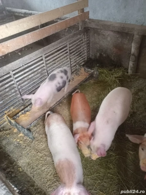 Vând purcei - imagine 3
