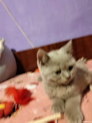Puiuți British Shorthair Lilac   - imagine 4