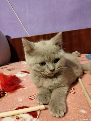 Puiuți British Shorthair Lilac  