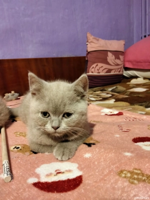 Puiuți British Shorthair Lilac   - imagine 5
