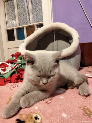 Puiuți British Shorthair Lilac   - imagine 7