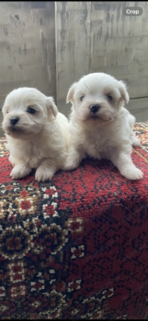 Bichon maltez talie mica