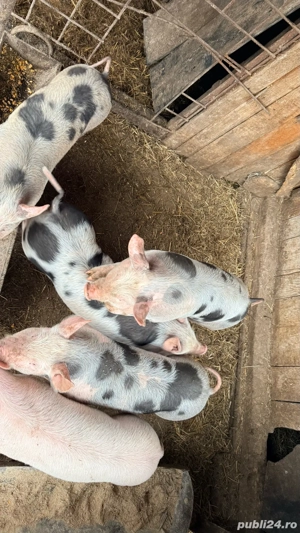 Purcei pietrean de carne - imagine 3