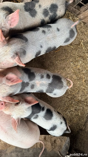 Purcei pietrean de carne - imagine 4