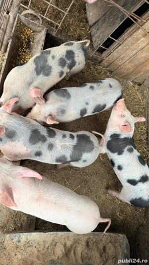 Purcei pietrean de carne