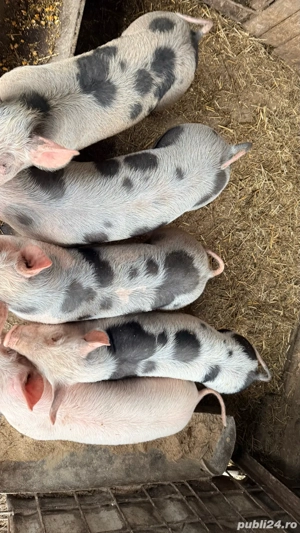 Purcei pietrean de carne - imagine 2