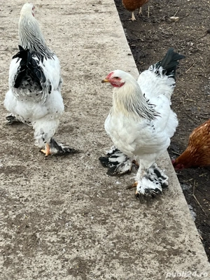 Cocoși brahma - imagine 4