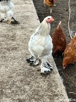 Cocoși brahma - imagine 3