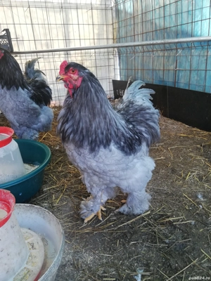 Cocosi de vanzare - imagine 2