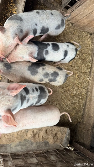 Purcei pietrean de carne - imagine 10