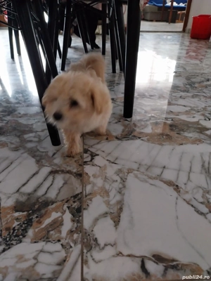 Bichon fetită - imagine 4