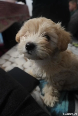 Bichon fetită - imagine 2