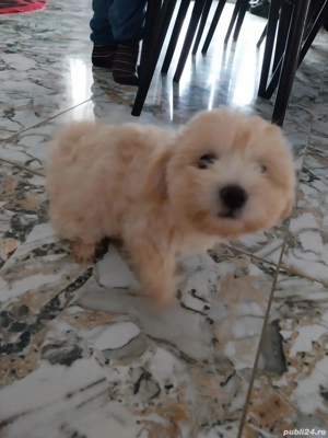 Bichon fetită - imagine 3