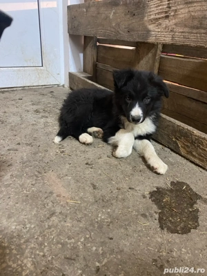Femela Border Collie  - imagine 3