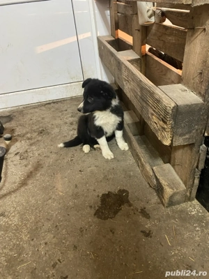 Femela Border Collie 