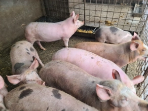 Purcei de vanzare  - imagine 2