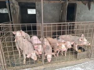 Purcei de vanzare  - imagine 4