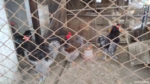 Vând cocoși brahma și un cocos moțat și incaltat de anul trecut  - imagine 2