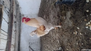 Vând cocoși brahma frumosi colorati de anul trecut !