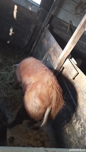 Scroafa tânără  pentru sacrificare  sau reproducere   - imagine 2