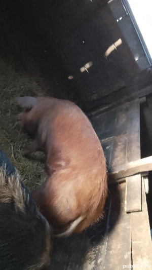 Scroafa tânără  pentru sacrificare  sau reproducere  