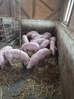 Purcei rasa de carne - imagine 4