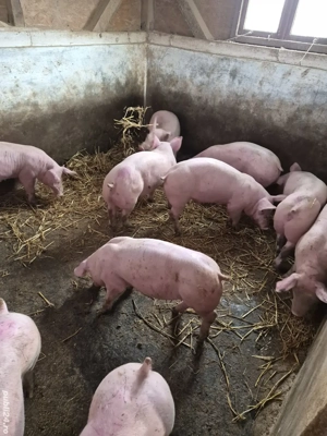 Purcei rasa de carne - imagine 5