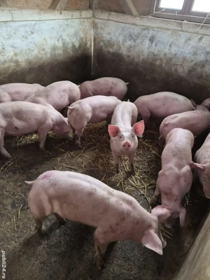 Purcei rasa de carne